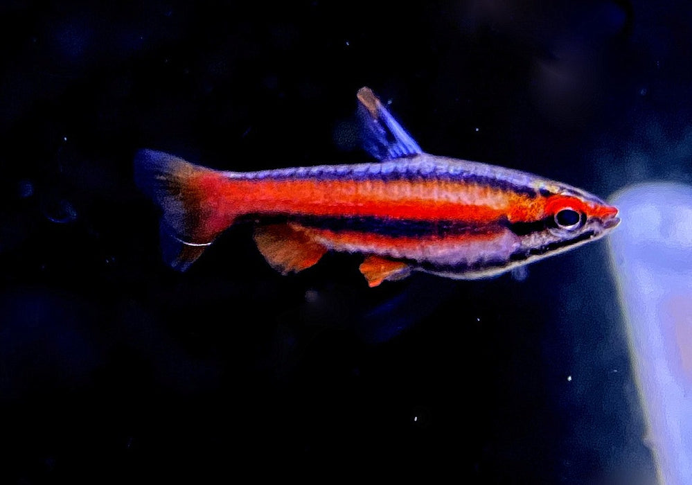 Purpurziersalmler - Nannostomus mortenthaleri