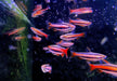 Purpurziersalmler - Nannostomus mortenthaleri