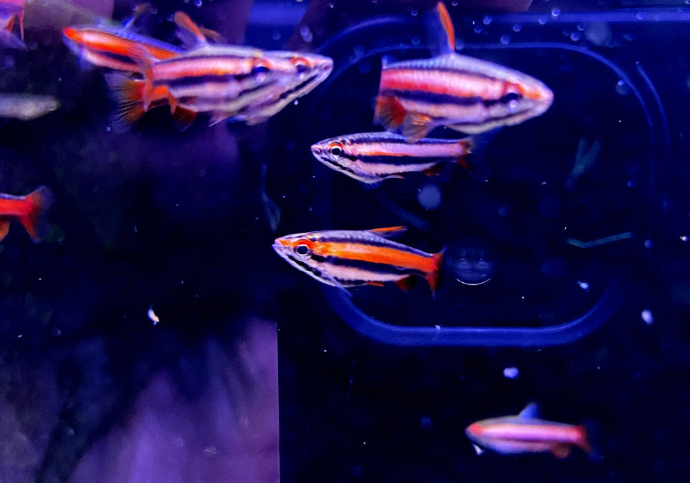 Purpurziersalmler - Nannostomus mortenthaleri