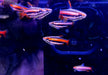 Purpurziersalmler - Nannostomus mortenthaleri