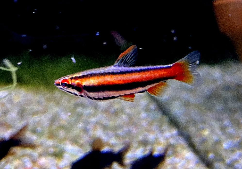 Purpurziersalmler - Nannostomus mortenthaleri