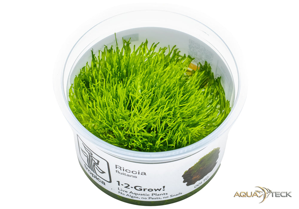 Riccia fluitans (InVitro)