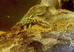 Rio-Itenez-Wels - L519 Ancistrus sp. "Rio Itenez" aqua-teck