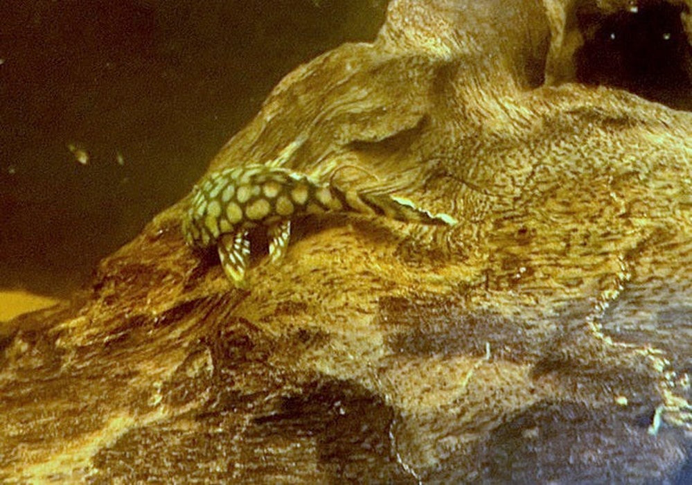 Rio-Itenez-Wels - L519 Ancistrus sp. "Rio Itenez" aqua-teck