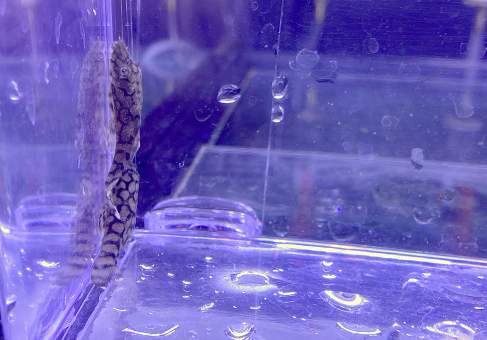 Rio-Itenez-Wels - L519 Ancistrus sp. "Rio Itenez" aqua-teck