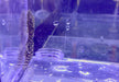 Rio-Itenez-Wels - L519 Ancistrus sp. "Rio Itenez" aqua-teck