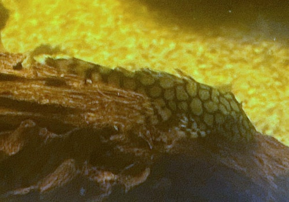 Rio-Itenez-Wels - L519 Ancistrus sp. "Rio Itenez" aqua-teck