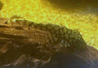 Rio-Itenez-Wels - L519 Ancistrus sp. "Rio Itenez" aqua-teck