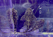 Rio-Itenez-Wels - L519 Ancistrus sp. "Rio Itenez" aqua-teck