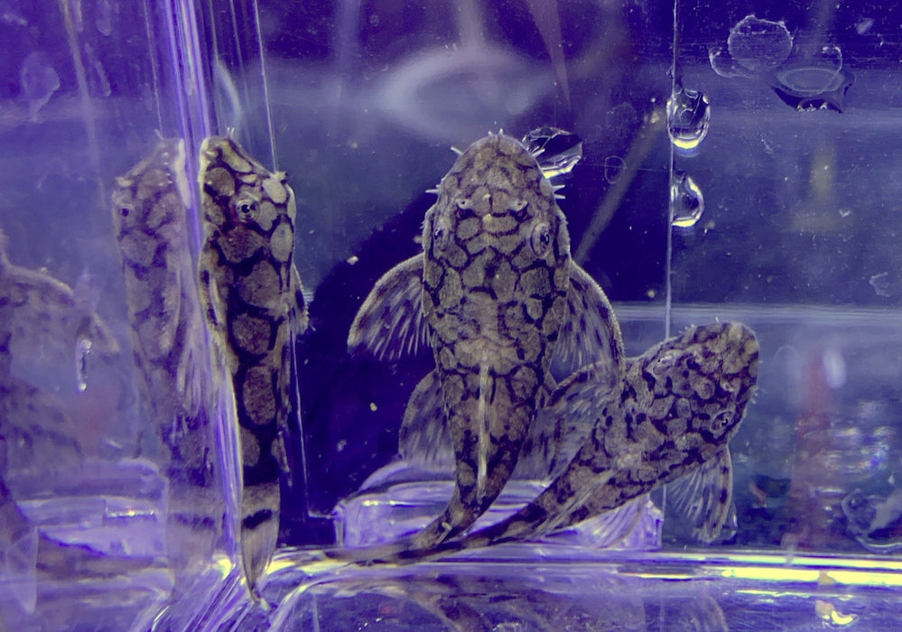 Rio-Itenez-Wels - L519 Ancistrus sp. "Rio Itenez" aqua-teck