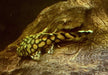 Rio-Itenez-Wels - L519 Ancistrus sp. "Rio Itenez" aqua-teck