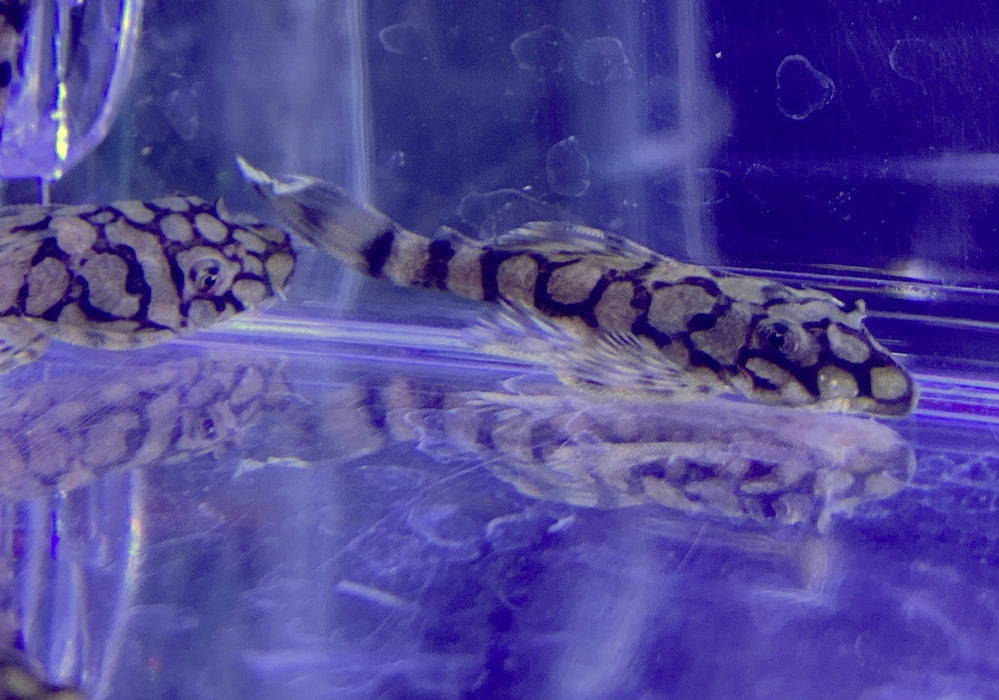 Rio-Itenez-Wels - L519 Ancistrus sp. "Rio Itenez" aqua-teck