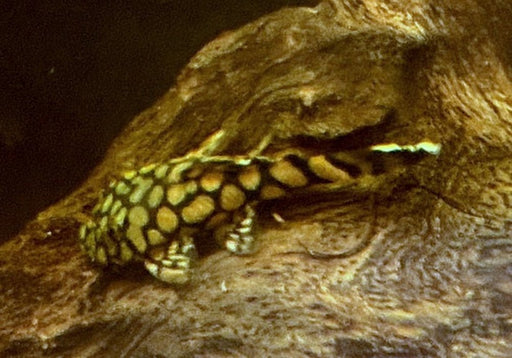 Rio-Itenez-Wels - L519 Ancistrus sp. "Rio Itenez" aqua-teck