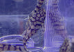 Rio-Itenez-Wels - L519 Ancistrus sp. "Rio Itenez" aqua-teck