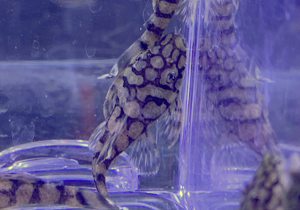 Rio-Itenez-Wels - L519 Ancistrus sp. "Rio Itenez" aqua-teck