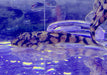 Rio-Itenez-Wels - L519 Ancistrus sp. "Rio Itenez" aqua-teck