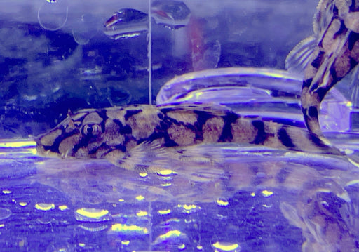 Rio-Itenez-Wels - L519 Ancistrus sp. "Rio Itenez" aqua-teck