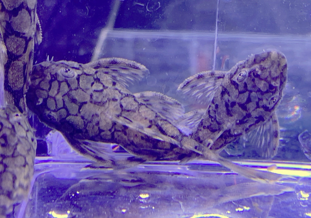 Rio-Itenez-Wels - L519 Ancistrus sp. "Rio Itenez" aqua-teck