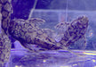 Rio-Itenez-Wels - L519 Ancistrus sp. "Rio Itenez" aqua-teck