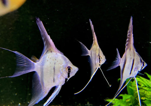 Rio Nanay  Peru-Altum-Skalar - Pterophyllum scalare