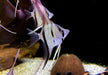 Rio Nanay  Peru-Altum-Skalar - Pterophyllum scalare