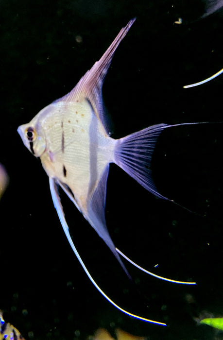 Rio Nanay  Peru-Altum-Skalar - Pterophyllum scalare