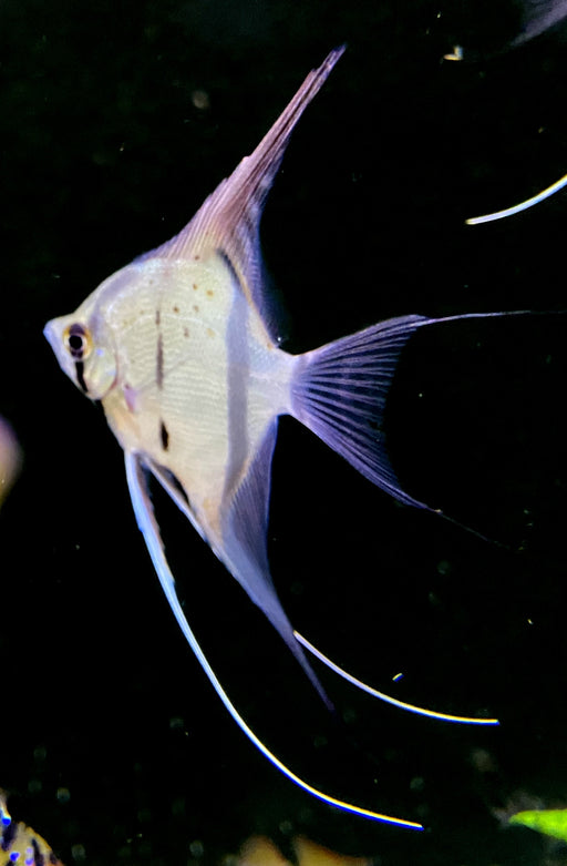 Rio Nanay  Peru-Altum-Skalar - Pterophyllum scalare