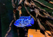 Wieder da! - Achtbindenbuntbarsch "Blue Dempsey" - Rocio octofasciatum aqua-teck