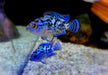 Wieder da! - Achtbindenbuntbarsch "Blue Dempsey" - Rocio octofasciatum aqua-teck