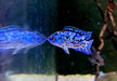 Wieder da! - Achtbindenbuntbarsch "Blue Dempsey" - Rocio octofasciatum aqua-teck