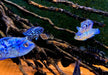 Wieder da! - Achtbindenbuntbarsch "Blue Dempsey" - Rocio octofasciatum aqua-teck