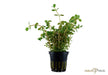 Rotala rotundifolia