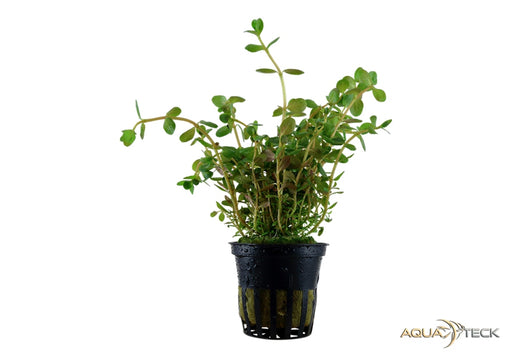 Rotala rotundifolia