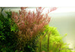 Rotala rotundifolia