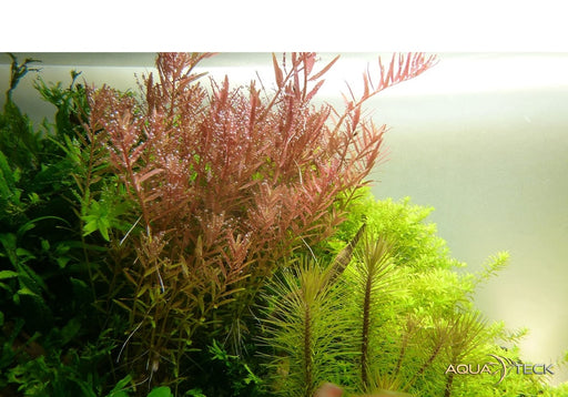Rotala rotundifolia