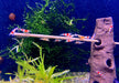 Rote Bienengarnele - Red Bee Garnele - Caridina logemanni aqua-teck