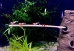 Rote Bienengarnele - Red Bee Garnele - Caridina logemanni aqua-teck