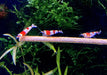 Rote Bienengarnele - Red Bee Garnele - Caridina logemanni aqua-teck