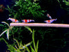 Rote Bienengarnele - Red Bee Garnele - Caridina logemanni aqua-teck