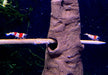 Rote Bienengarnele - Red Bee Garnele - Caridina logemanni aqua-teck