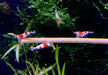 Rote Bienengarnele - Red Bee Garnele - Caridina logemanni aqua-teck