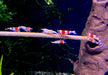 Rote Bienengarnele - Red Bee Garnele - Caridina logemanni aqua-teck