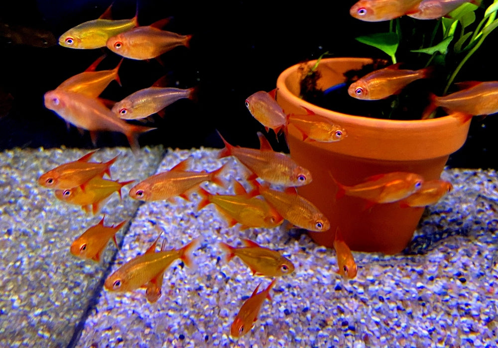zzz_8x Roter Cherrysalmler Muzel - Hyphessobrycon sp. „Muzel Red Cherry“ aqua-teck