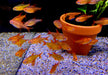 zzz_8x Roter Cherrysalmler Muzel - Hyphessobrycon sp. „Muzel Red Cherry“ aqua-teck