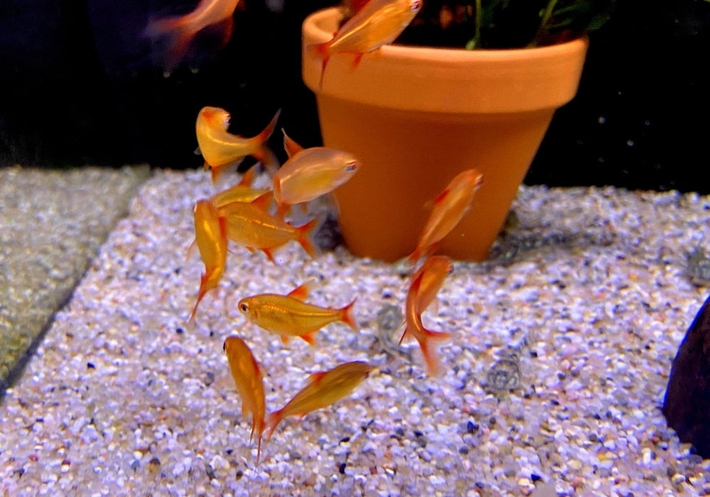 zzz_8x Roter Cherrysalmler Muzel - Hyphessobrycon sp. „Muzel Red Cherry“ aqua-teck