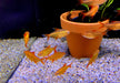 zzz_8x Roter Cherrysalmler Muzel - Hyphessobrycon sp. „Muzel Red Cherry“ aqua-teck
