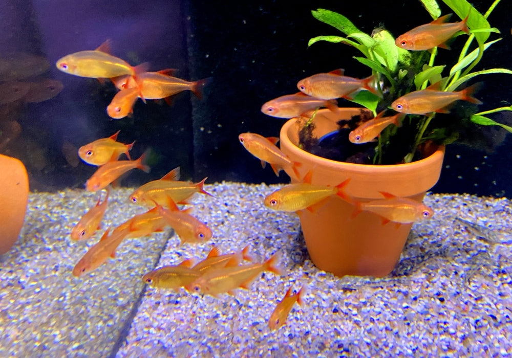 Roter Cherrysalmler Muzel - Hyphessobrycon sp. „Muzel Red Cherry“ aqua-teck