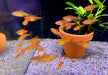 Roter Cherrysalmler Muzel - Hyphessobrycon sp. „Muzel Red Cherry“ aqua-teck