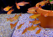 Roter Cherrysalmler Muzel - Hyphessobrycon sp. „Muzel Red Cherry“ aqua-teck