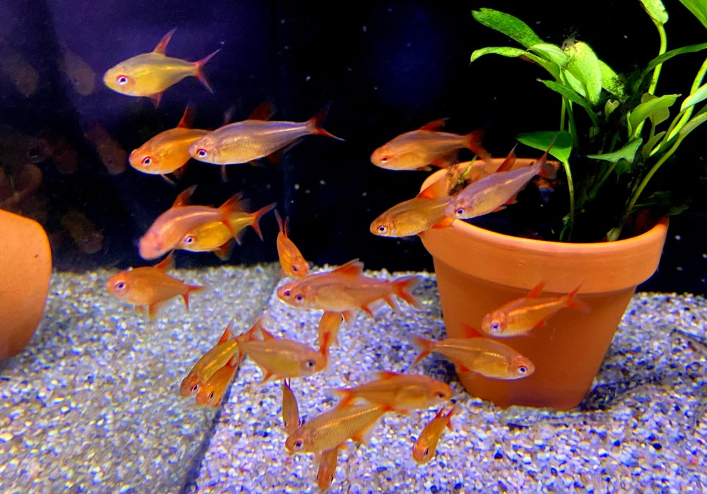 Roter Cherrysalmler Muzel - Hyphessobrycon sp. „Muzel Red Cherry“ aqua-teck